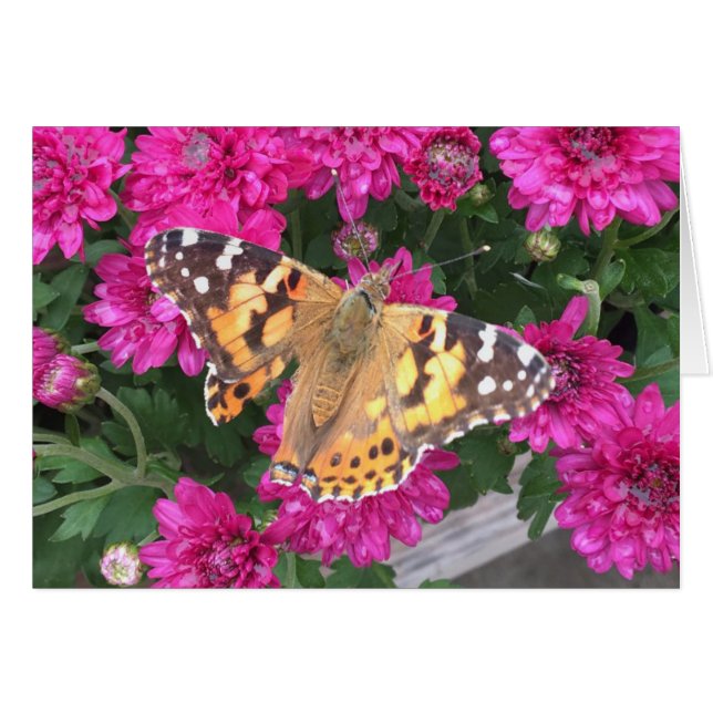 Schmetterlingsmoment (Vorderseite (Horizontal))