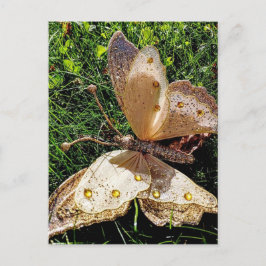 SchmetterlingsNatur Postkarte