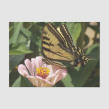 Schmetterlingspapier