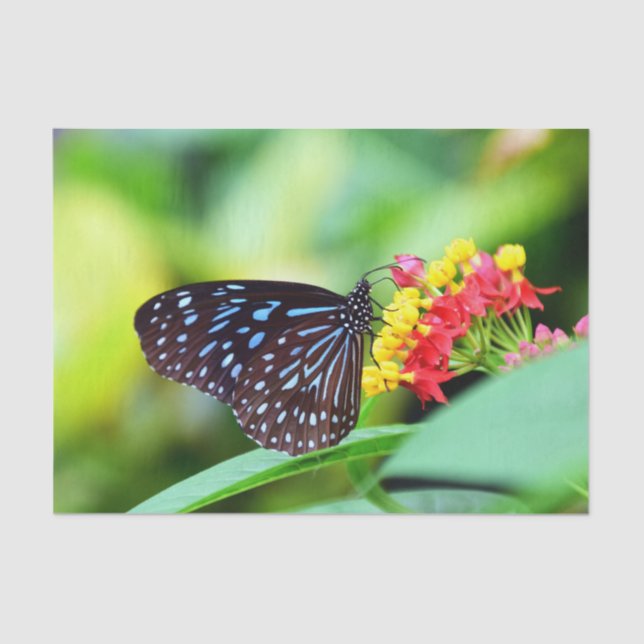 Schmetterlingspapier und Blume Seidenpapier (Vorderseite)