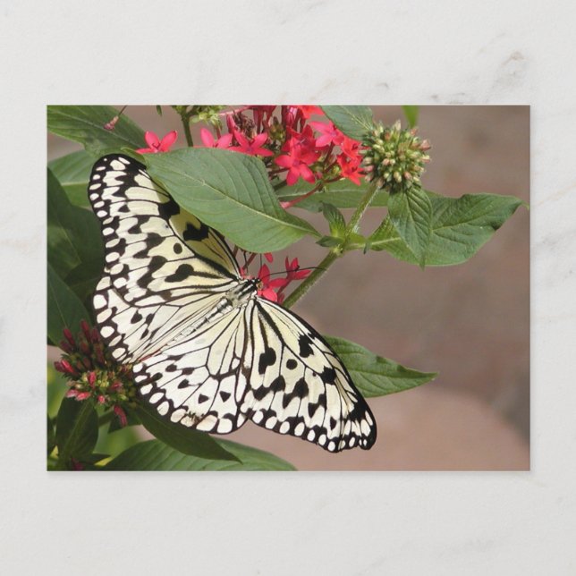 Schmetterlingspostkarte Postkarte (Vorderseite)