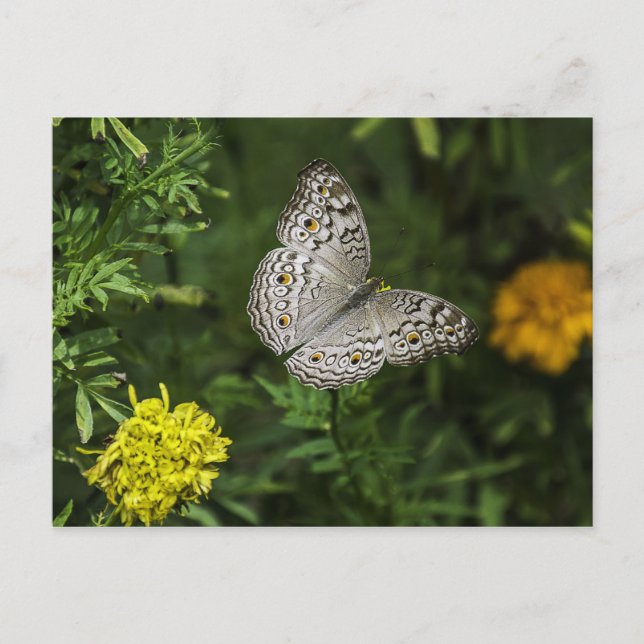 Schmetterlingspostkarte Postkarte (Vorderseite)