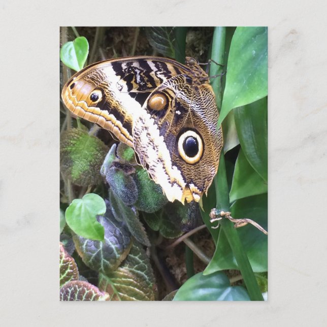 Schmetterlingspostkarte Postkarte (Vorderseite)