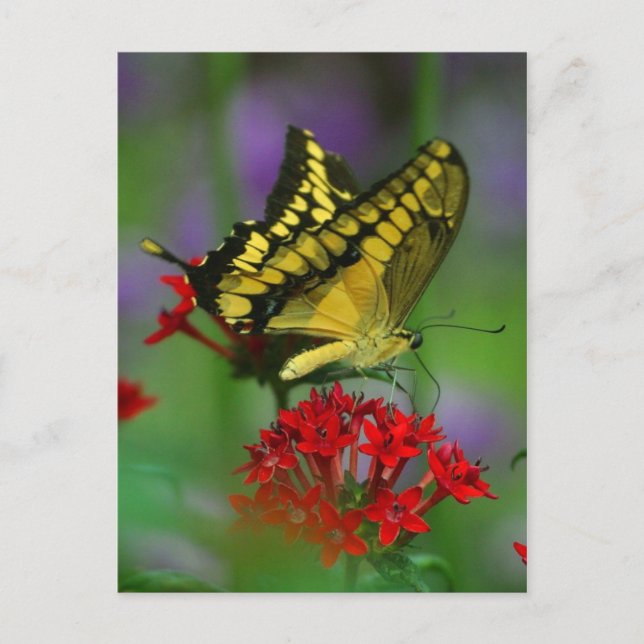 Schmetterlingspostkarte Postkarte (Vorderseite)