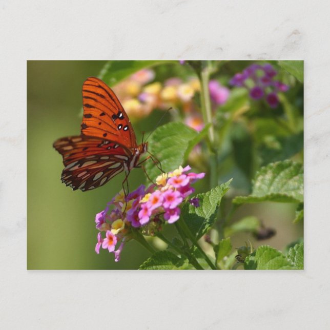 Schmetterlingspostkarte Postkarte (Vorderseite)