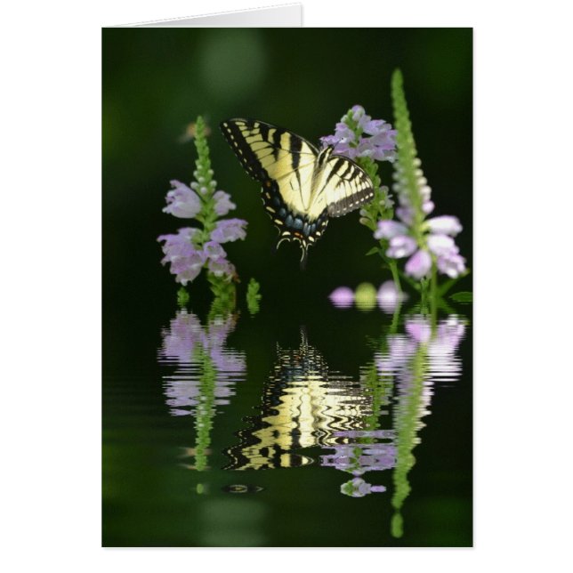 Schmetterlingsreflektionen (Vorne)