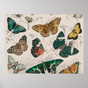 Schmetterlingssammlung antike Aquarellbutter Poster