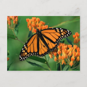 Schmetterlingsschmetterling Postkarte