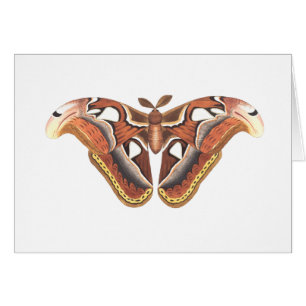 Schmetterlingstierinsekt abgeschieden