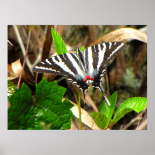 Schmetterlingsträume Poster