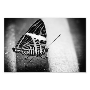 Schmetterlingsüberfahrt Fotodruck