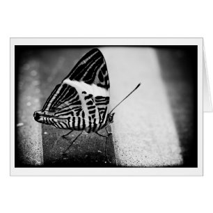 Schmetterlingsüberquerung