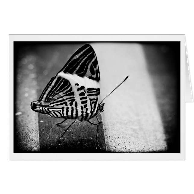 Schmetterlingsüberquerung (Vorderseite (Horizontal))