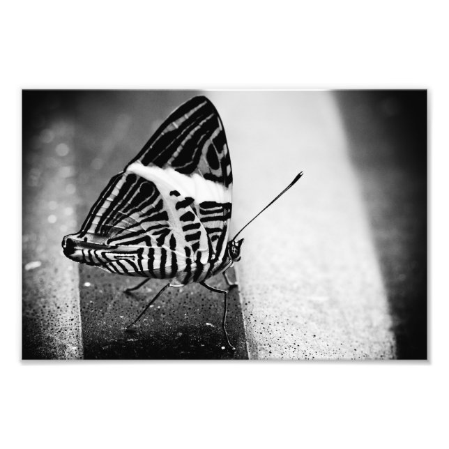 Schmetterlingsüberquerung Fotodruck (Vorne)