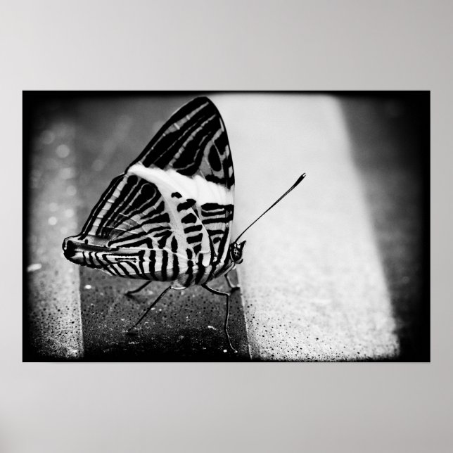 Schmetterlingsüberquerung Poster (Vorne)