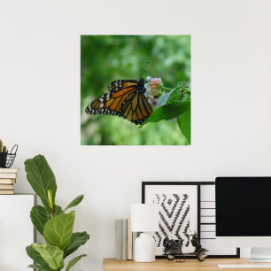 Schmetternde Monarchschmetterlinge auf Blume Poster