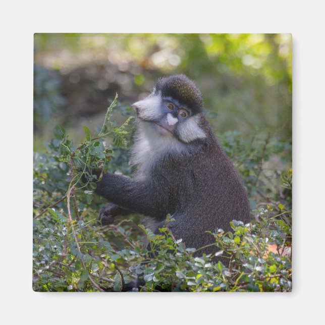 Schmidts fleckiger Affe Magnet (Vorne)