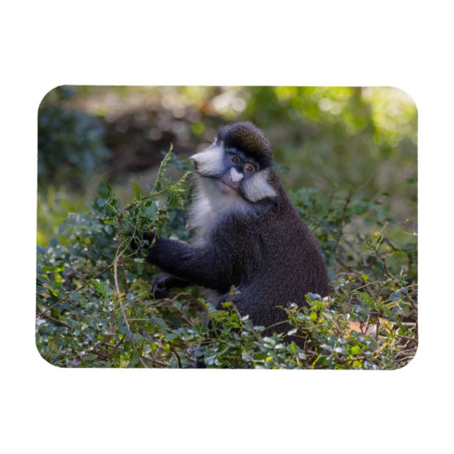 Schmidts fleckiger Affe Magnet (Horizontal)