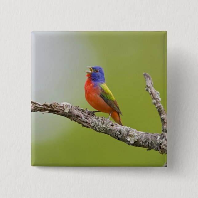 Schmuckbunten (Passerina ciris) Männchen singend Button (Vorderseite)