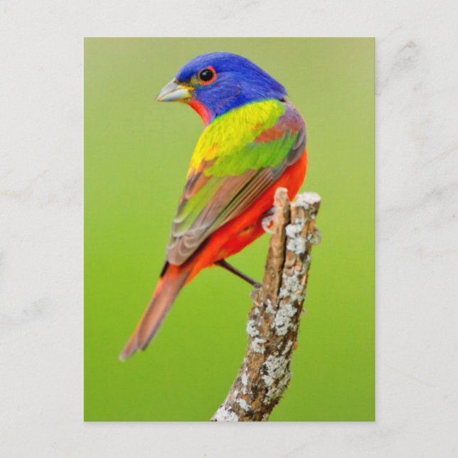 Schmuckfink (Passerina ciris) Männlich sitzend Postkarte (Vorderseite)
