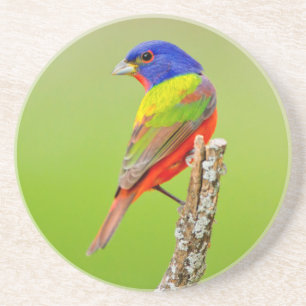 Schmuckfink (Passerina ciris) Männlich sitzend Untersetzer