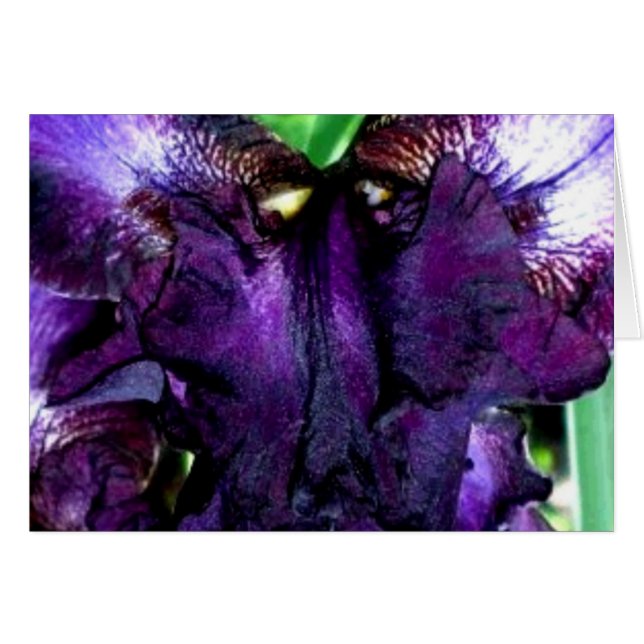 Schmutzgesicht (Vorderseite (Horizontal))