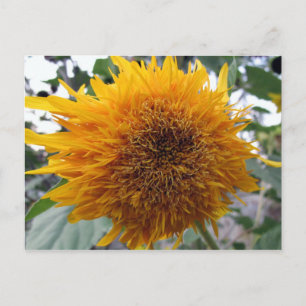 Schmutzige Sonnenblume Postkarte
