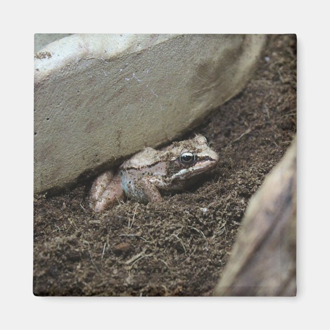 Schmutziger Frosch Magnet (Vorne)