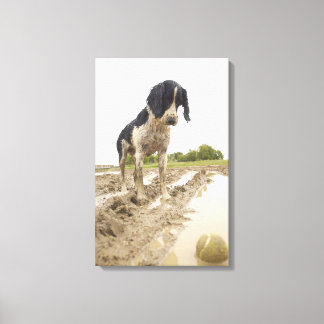 Schmutziger Hund, der den Tennisball im Schlamm be Leinwanddruck