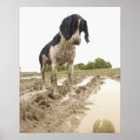 Schmutziger Hund, der den Tennisball im Schlamm be