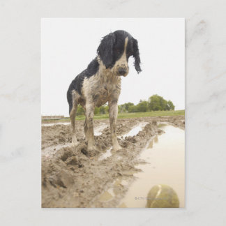 Schmutziger Hund, der den Tennisball im Schlamm be Postkarte