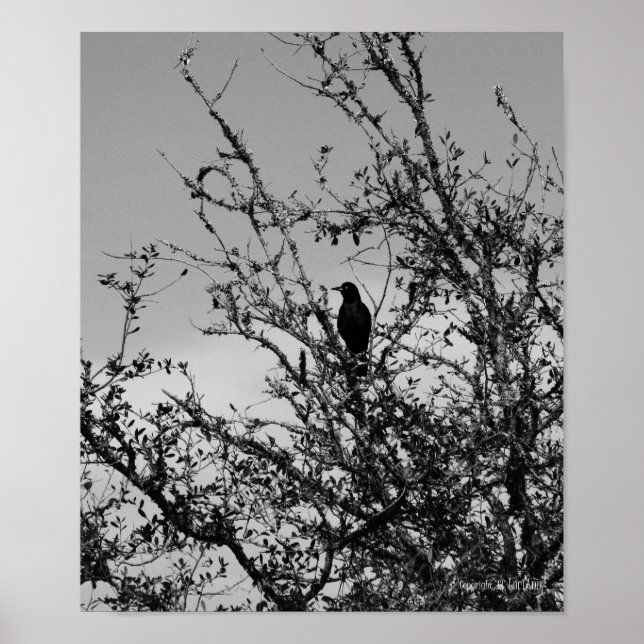 Schnalle Poster (Vorne)