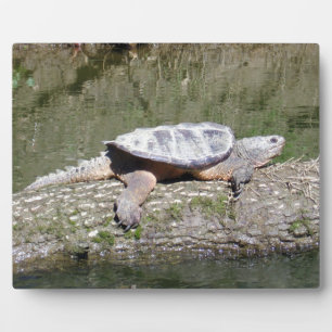 Schnappschildkröte Fotoplatte