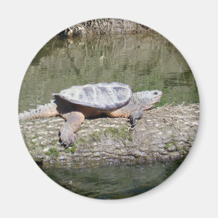 Schnappschildkröte Magnet