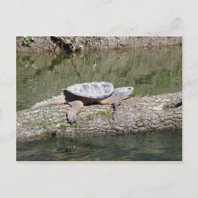 Schnappschildkröte Postkarte (Vorderseite)