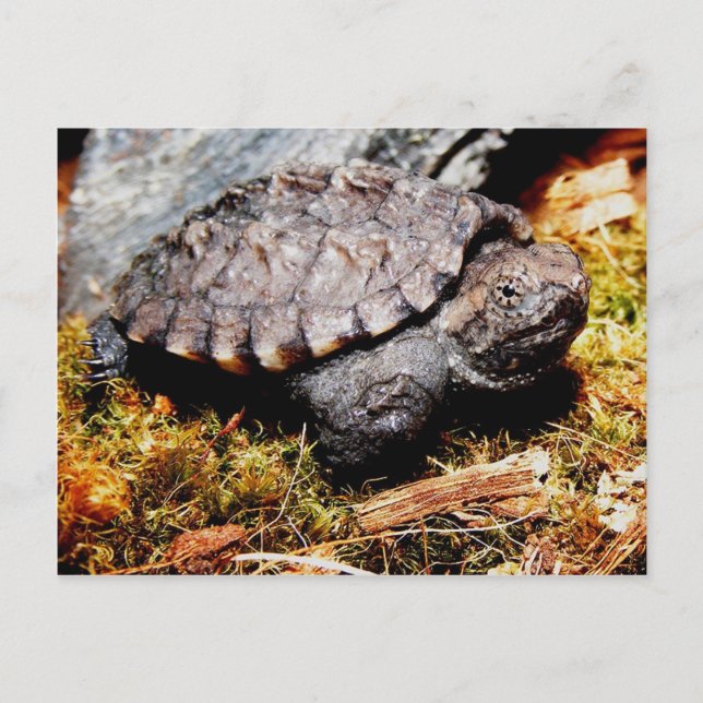 Schnappschildkröte Postkarte (Vorderseite)