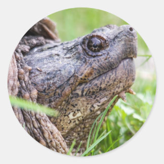 Schnappschildkröte Runder Aufkleber