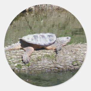 Schnappschildkröte Runder Aufkleber