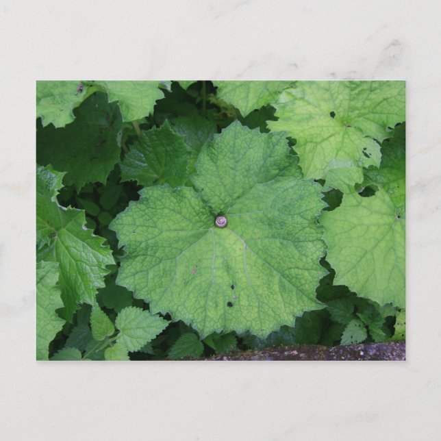 Schnappschnecke Postkarte (Vorderseite)