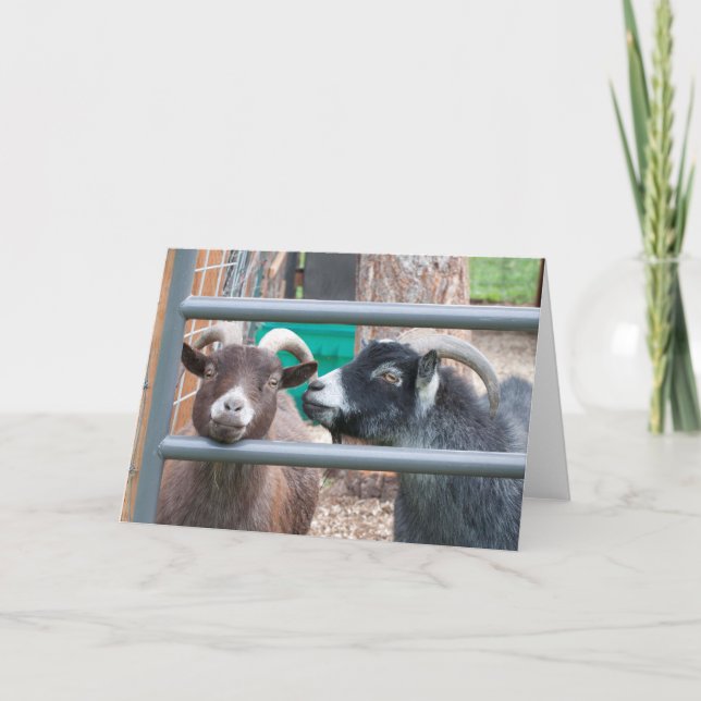 Schnauze Ziegen! Karte (Vorderseite)