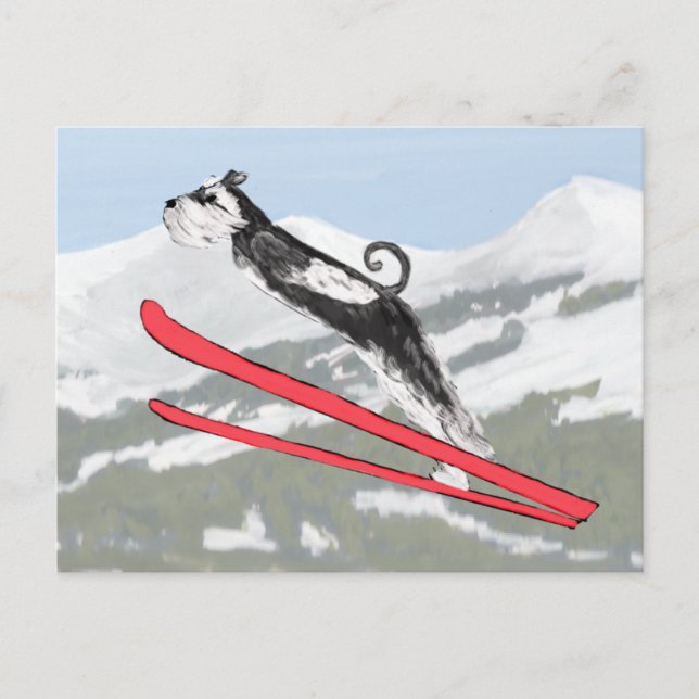 Schnauzer auf Skis! Postkarte (Vorderseite)