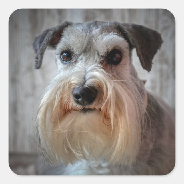 Schnauzer Dog Face Quadratischer Aufkleber (Vorderseite)