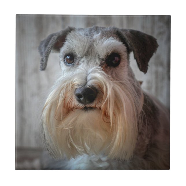 Schnauzer-Dog-Gesicht Fliese (Vorderseite)