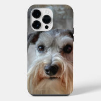 Schnauzer-Dog-Gesicht
