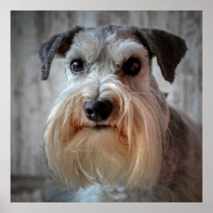Schnauzer-Dog-Gesicht Poster