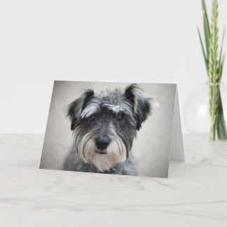 Schnauzer Dog Grußkarte Karte