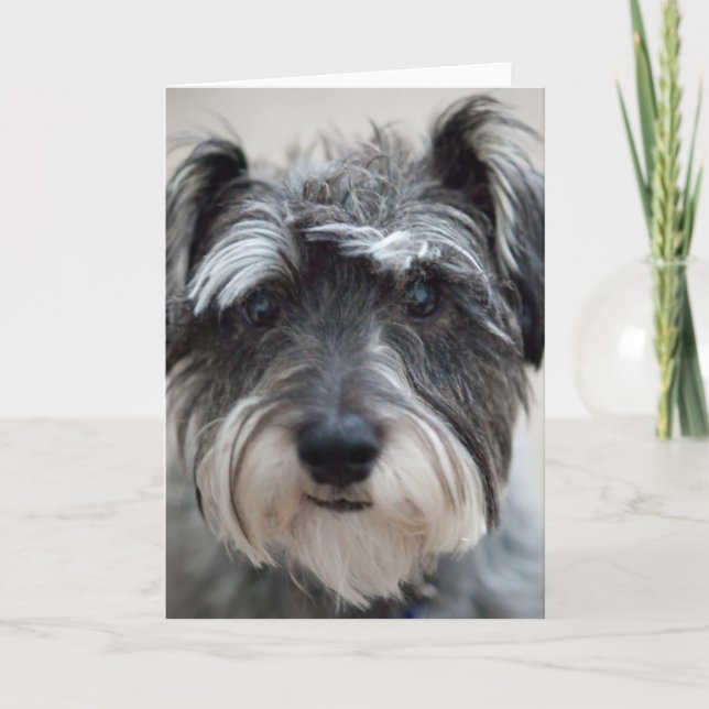 Schnauzer Dog Grußkarte Karte (Vorderseite)