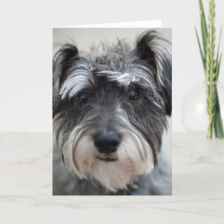 Schnauzer Dog Grußkarte Karte