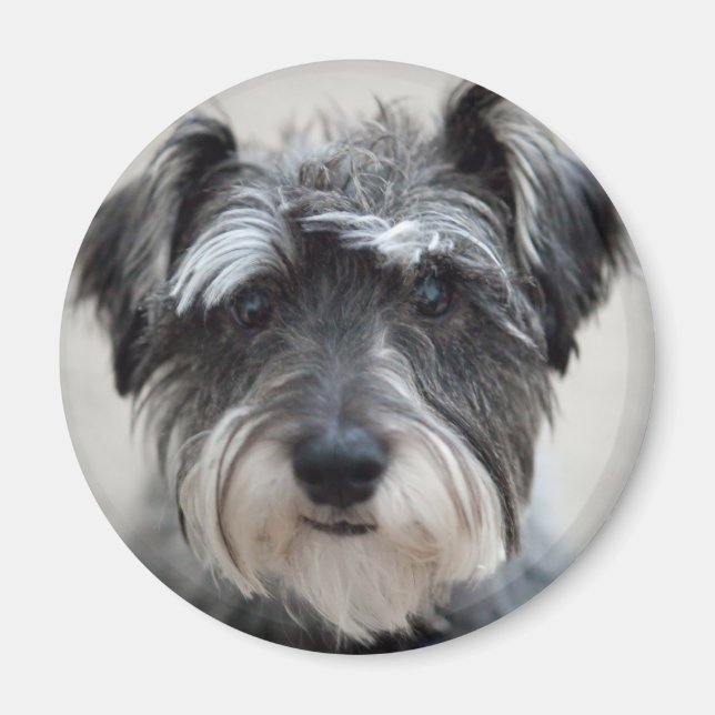 Schnauzer Dog Magnet (Vorne)