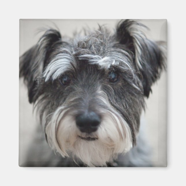 Schnauzer Dog Square Magnet (Vorne)